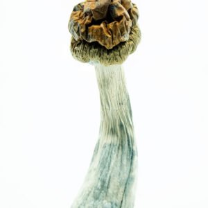 premium Trinity Mushrooms discount | Trinity Magic Mushrooms