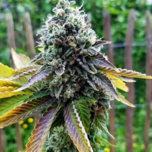 Somango Seeds - Dark-Net-Market