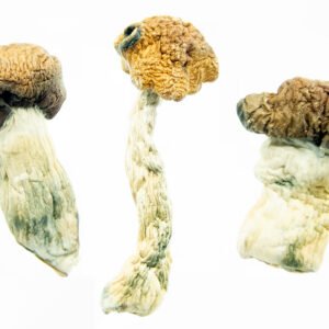 Texas Magic Mushrooms for Sale | Magic Mushroom