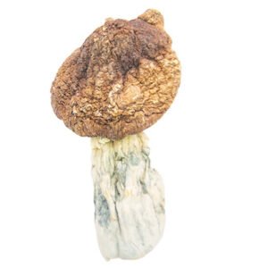 Tidal Wave Mushrooms for Sale | Magic Mushrooms
