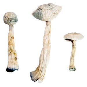 White Rabbit Psychedelic Mushrooms for Sale | Magic Mushroom